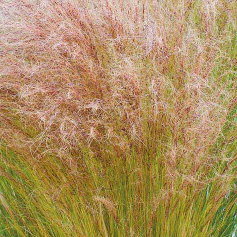 Johnsons Stipa Tenuissima Grass Seed Image 2