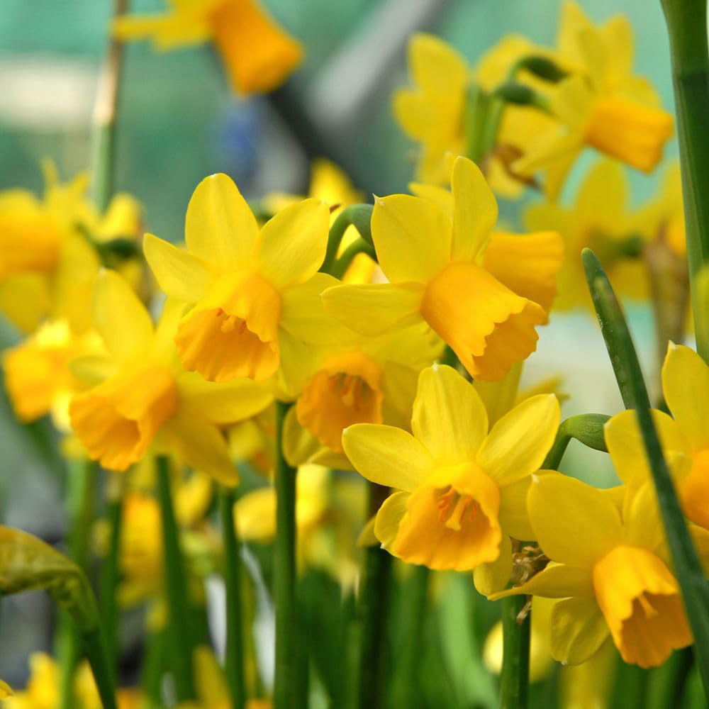 Thompson and Morgan Daffodil Tete-a-Tete Bulb 200 Pack Image 1