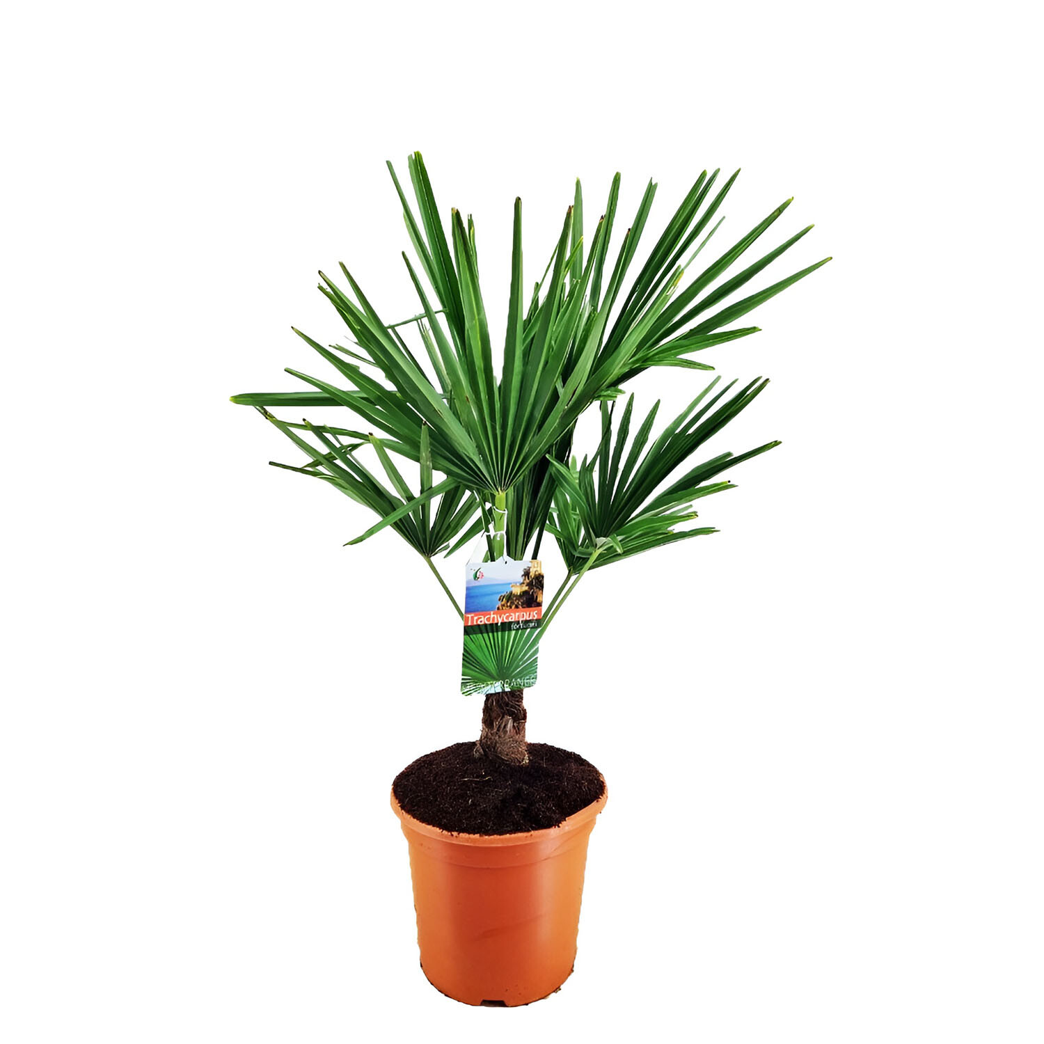 Trachycarpus Fortunei Image