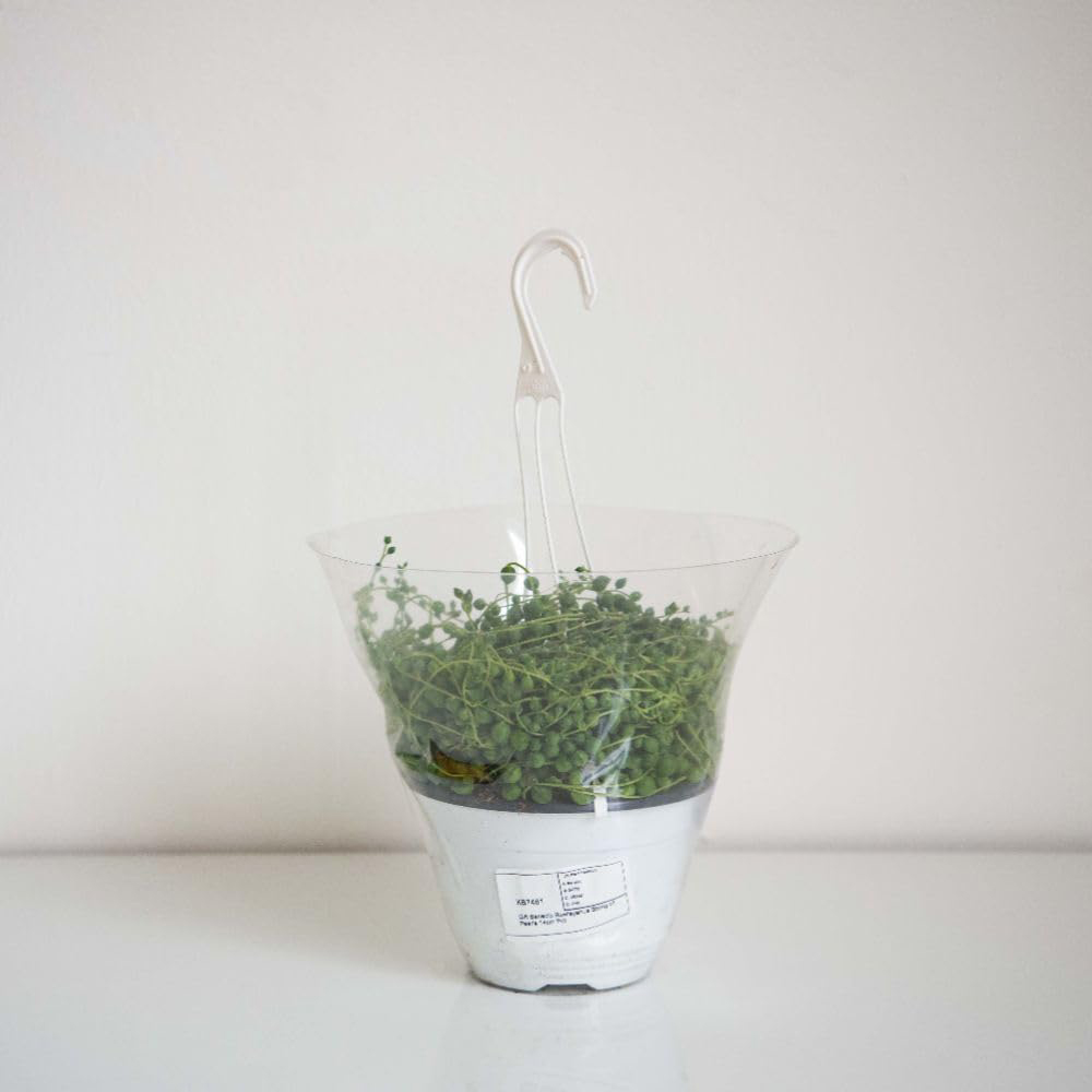 Thompson and Morgan String of Pearls Hanging Basket 14cm 2 Pack Image 4