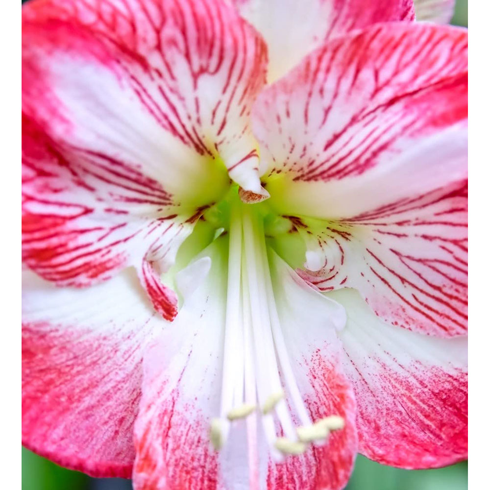 Thompson and Morgan Amaryllis Minerva Bulb Image 3