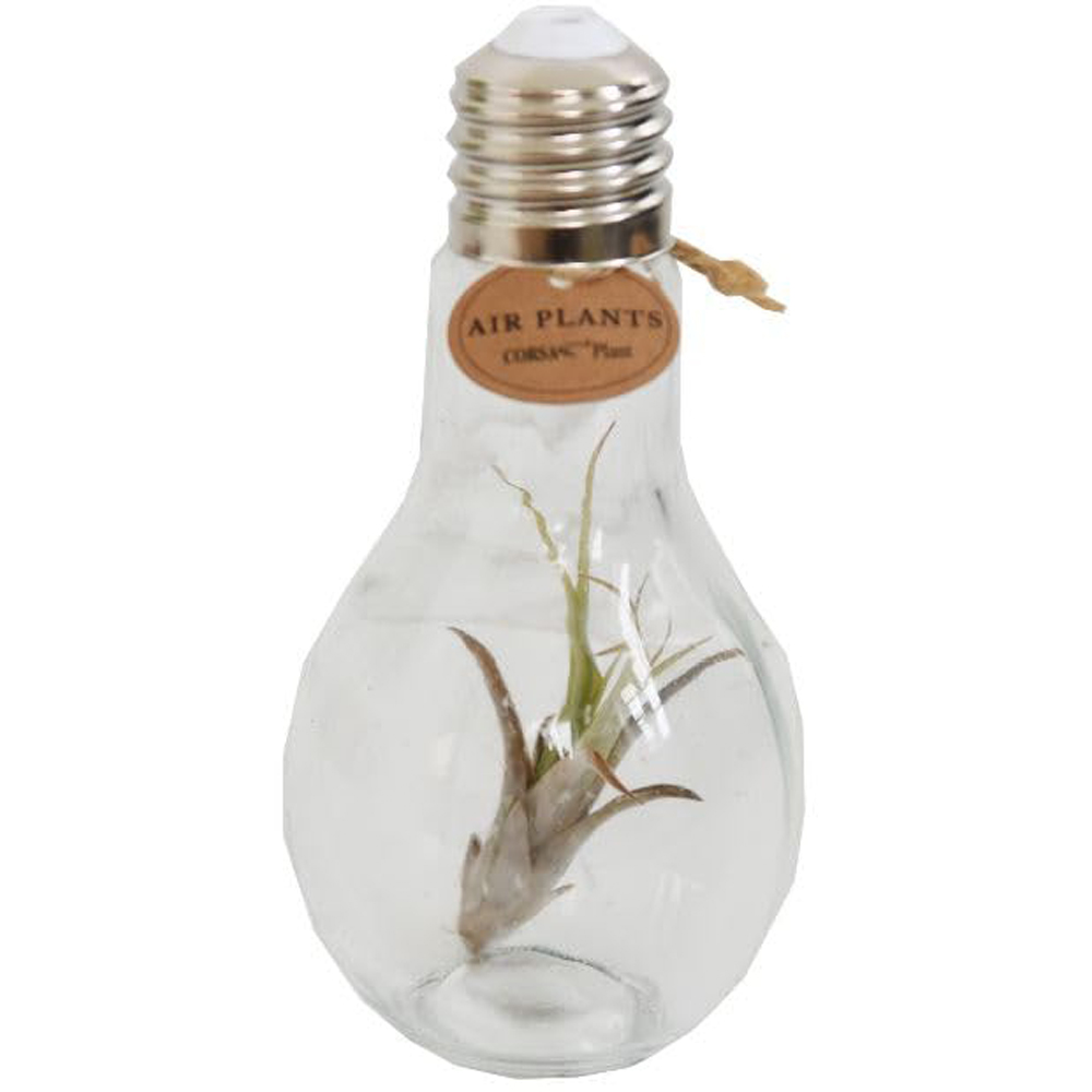 Thompson & Morgan Air Plant Tillandsia Lampglas on Rope Medium 2 Pack Image 2