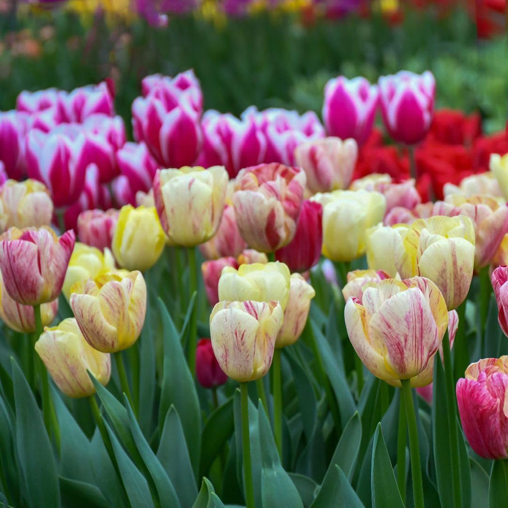 Thompson and Morgan Tulip Colour Carnival Mixed Planting Bulb 8 Pack Image 2