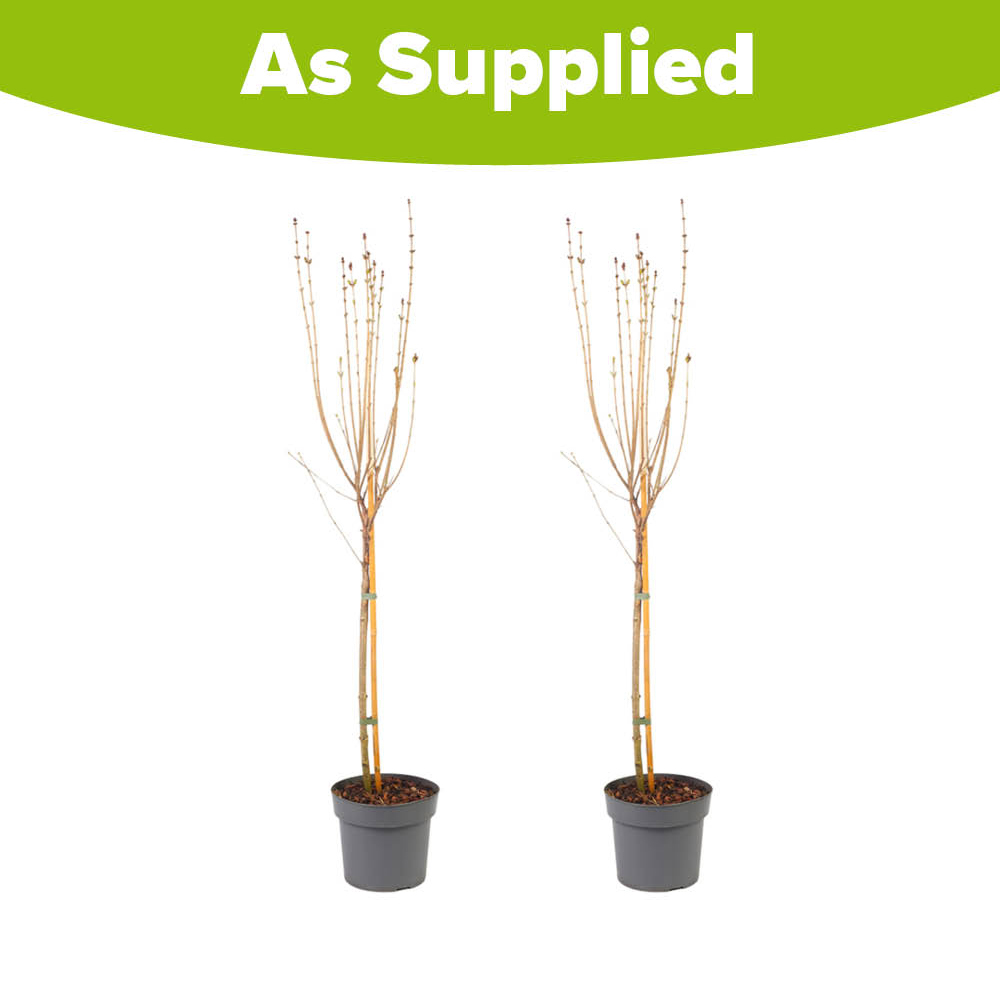 YouGarden Standard Lilac Syringa Meyeri Little Rosie Plant Pot 3L 2 Pack Image 4