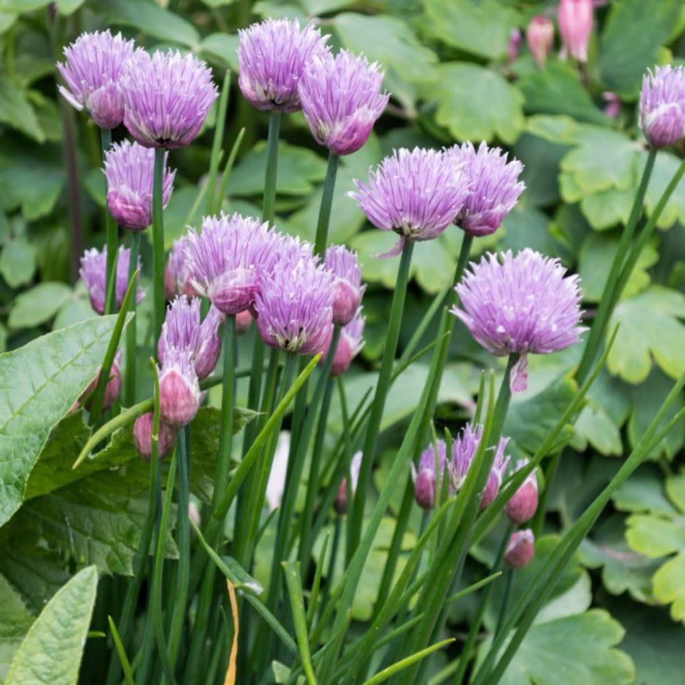 Thompson and Morgan Herb Chives Common Plant Pot 1L 3 Pack Image 1