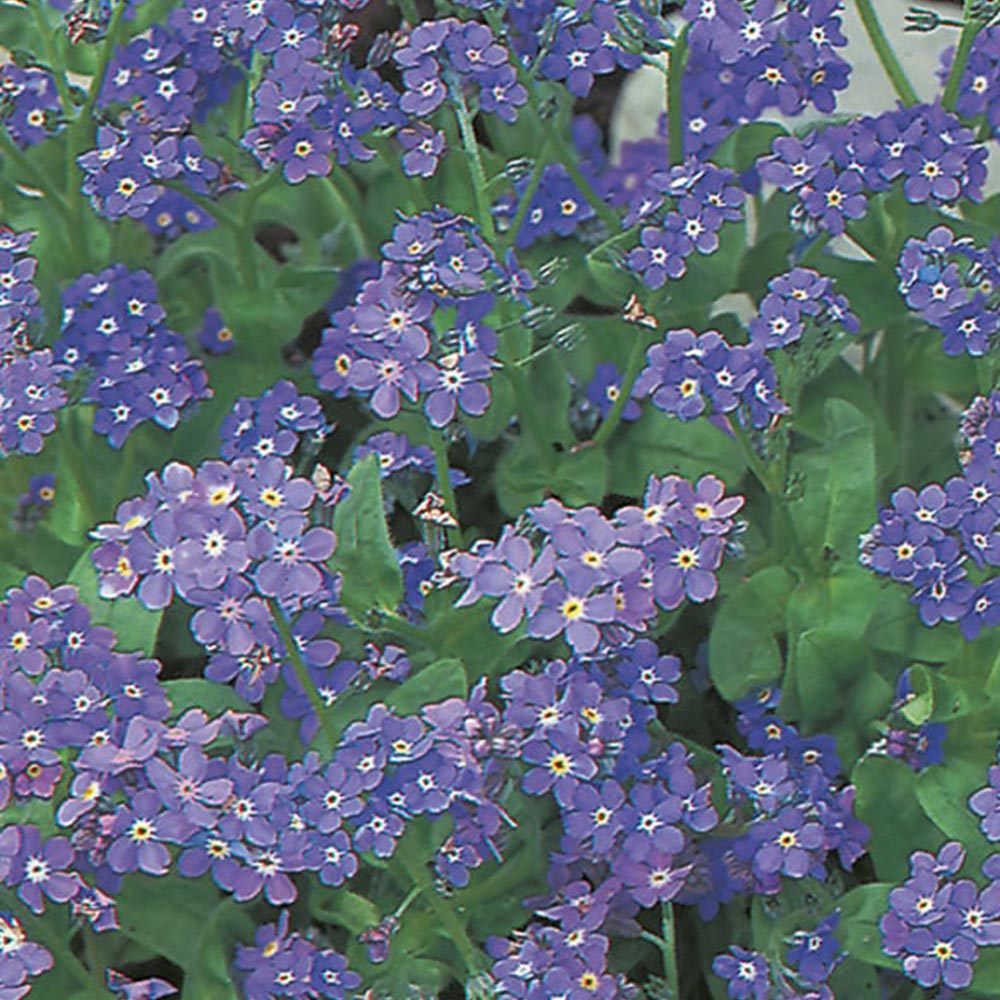 Wilko Forget Me Not Indigo Seeds Image 2