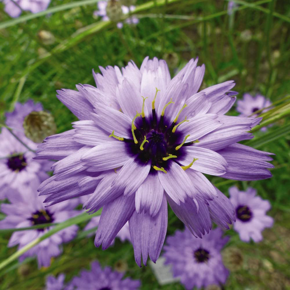 Thompson & Morgan Catananche Caerulea Amor Blue Seeds Image