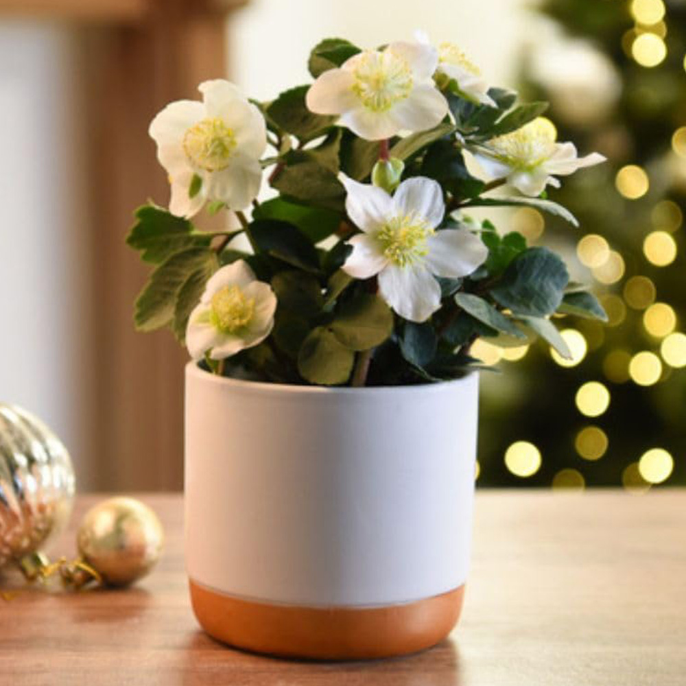 Thompson and Morgan Christmas Gift Helleborus Christmas Carol Plant Pot 12cm Image 1