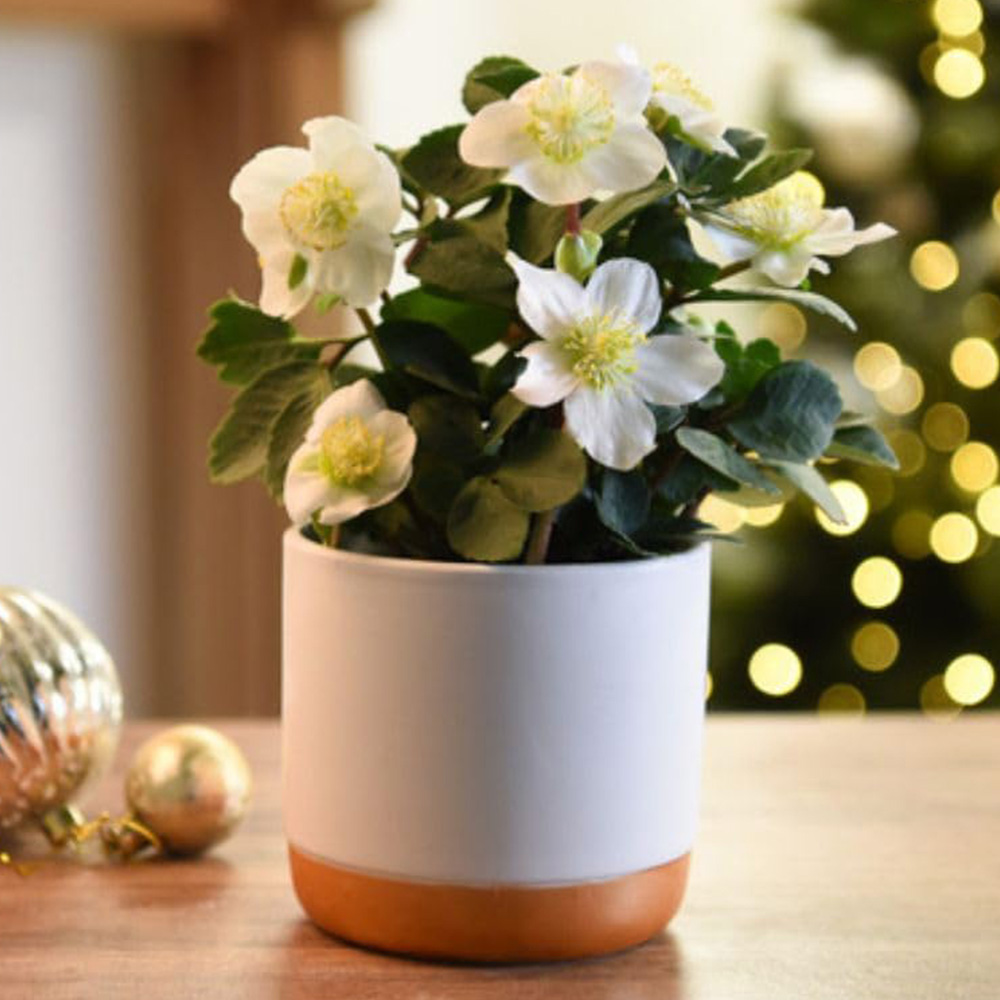 Thompson and Morgan Christmas Gift Helleborus Christmas Carol Plant Pot 12cm 3 Pack Image 1