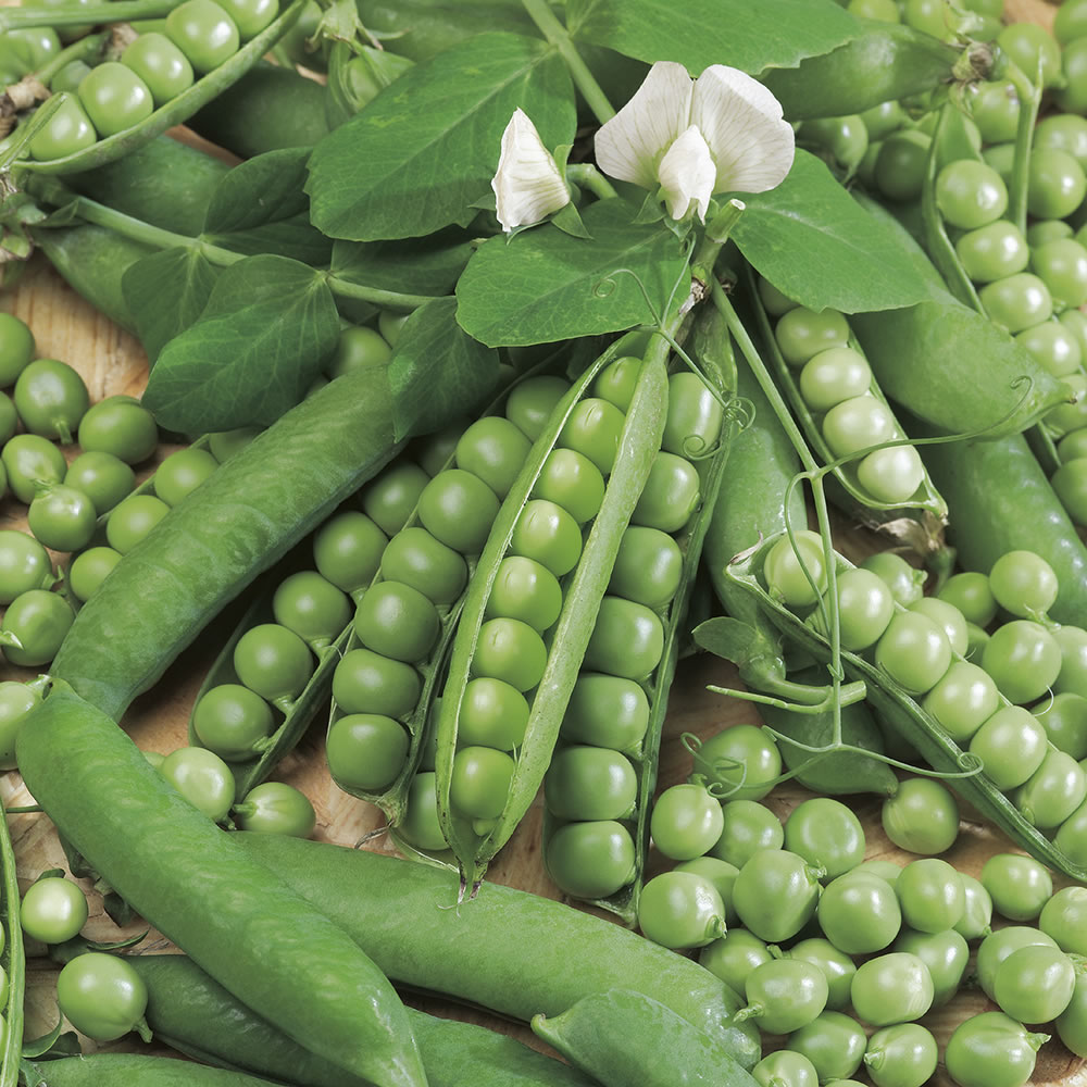 Johnsons Pea Ambassador Seeds Image 1