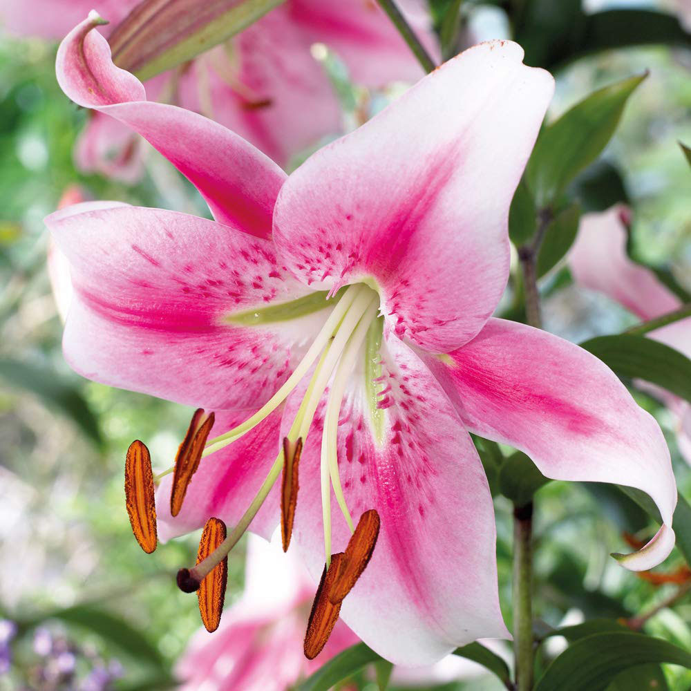 Thompson and Morgan Tree Lily Collection Planting Bulb 18 Pack Image 2