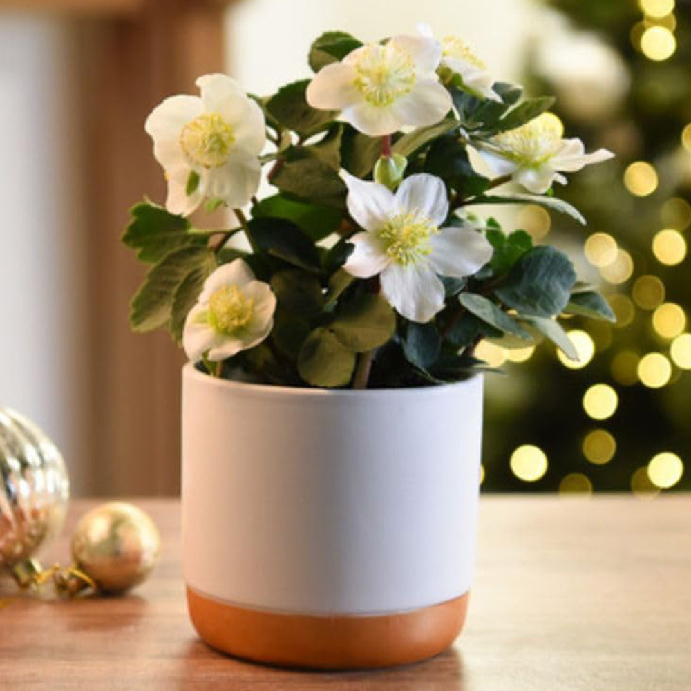 Thompson and Morgan Christmas Gift Helleborus Christmas Carol Plant Pot 12cm 2 Pack Image 1