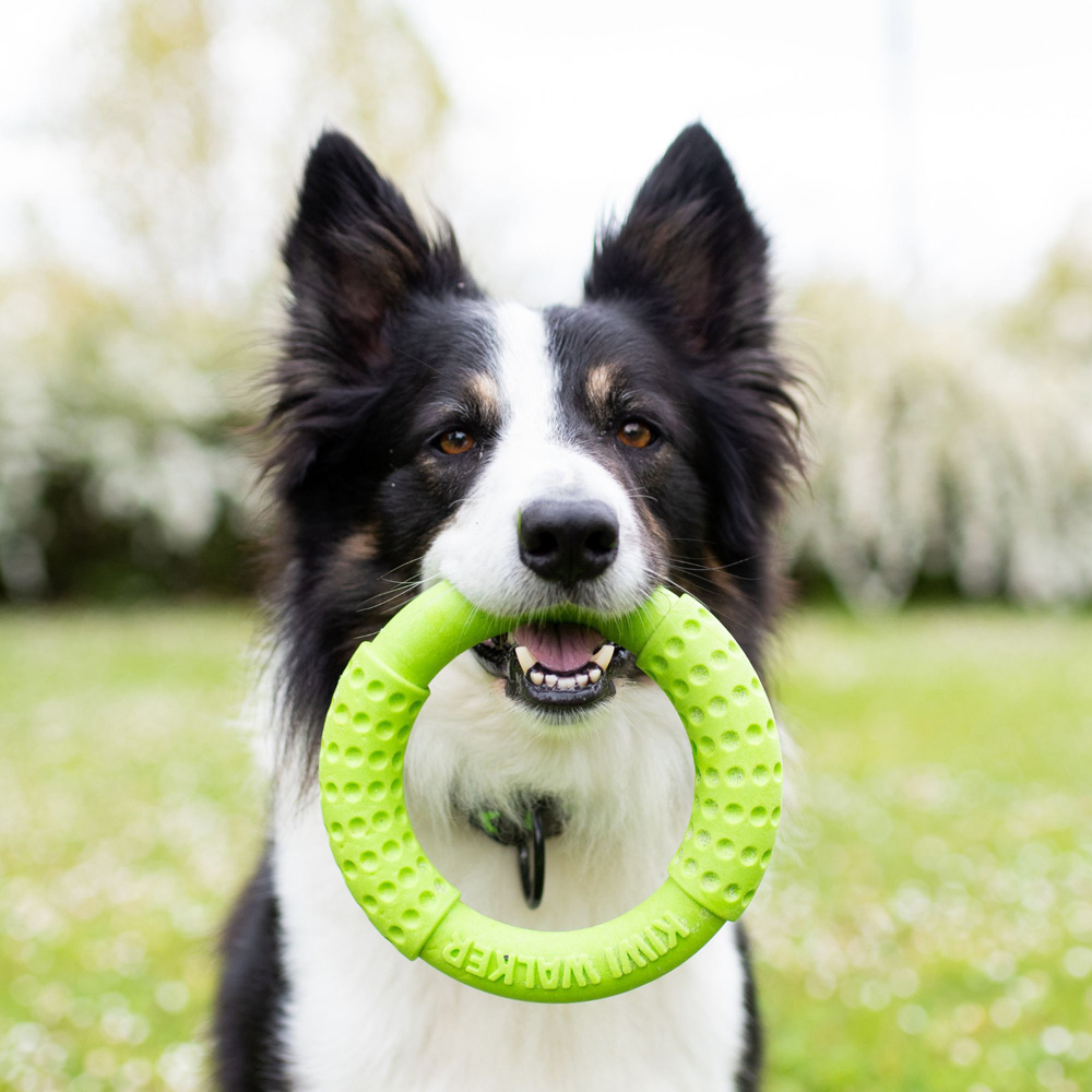 Kiwi Walker Lets Play Green Ring Dog Toy Image 2