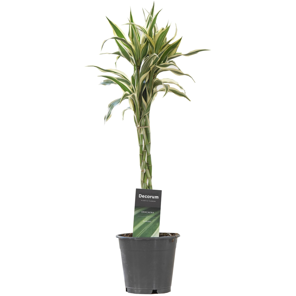 Thompson and Morgan Dracaena Surculosa Twisted Stem Potted Plant 12cm Image 2