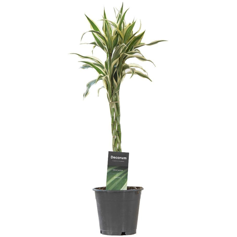 Thompson and Morgan Dracaena Surculosa Twisted Stem Plant Pot 12cm 2 Pack Image 2