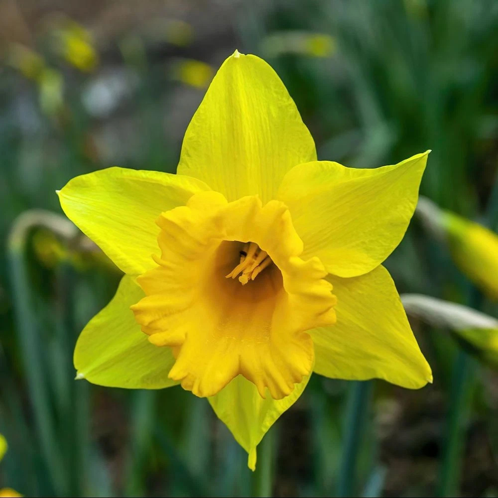 Thompson and Morgan Daffodil Cornish Treglisson Planting Bulb 32 Pack Image 1