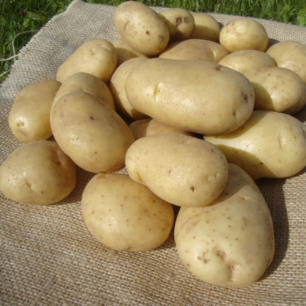 Wilko Wilja Seed Potatoes 4kg Image 1