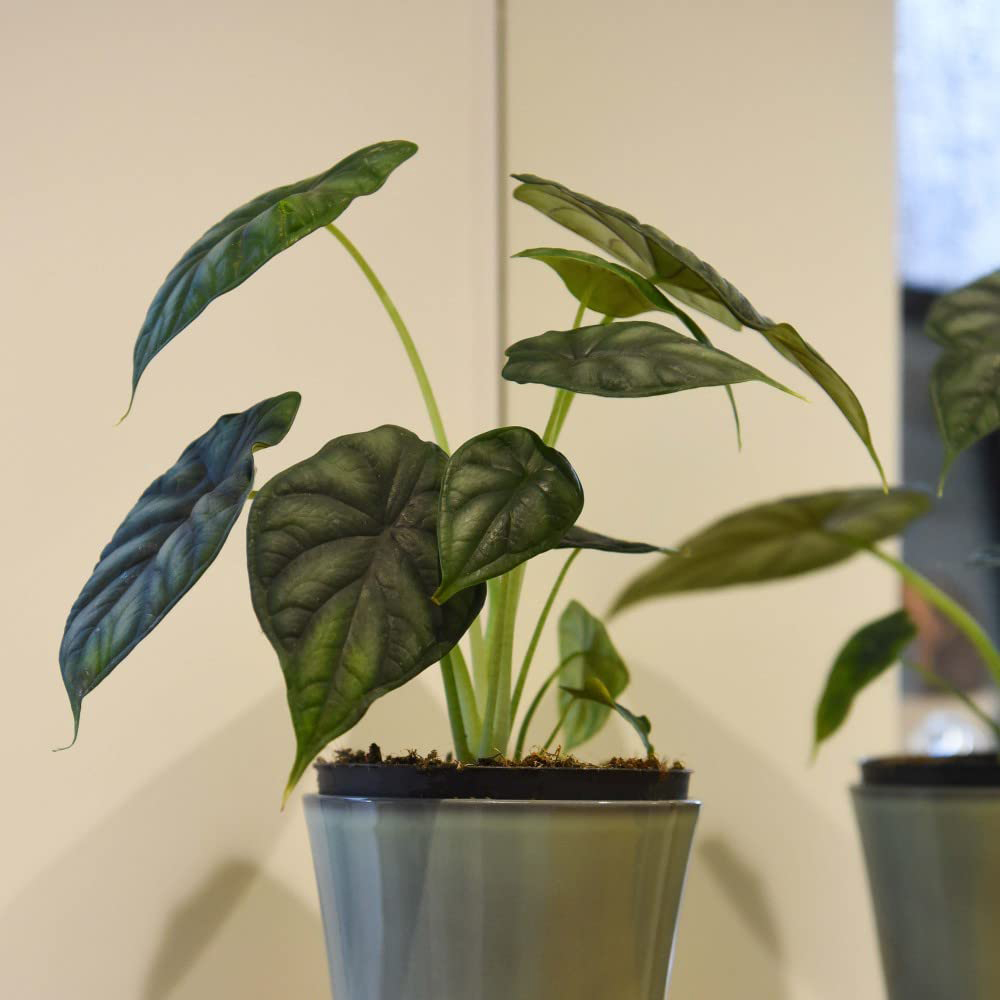 Thompson and Morgan Alocasia Dragonscale Plant Pot 13cm Image 1