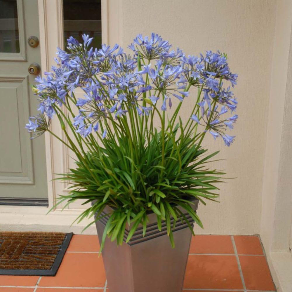 Thompson and Morgan Agapanthus Blue Storm Plant Pot 9cm 2 Pack Image 5