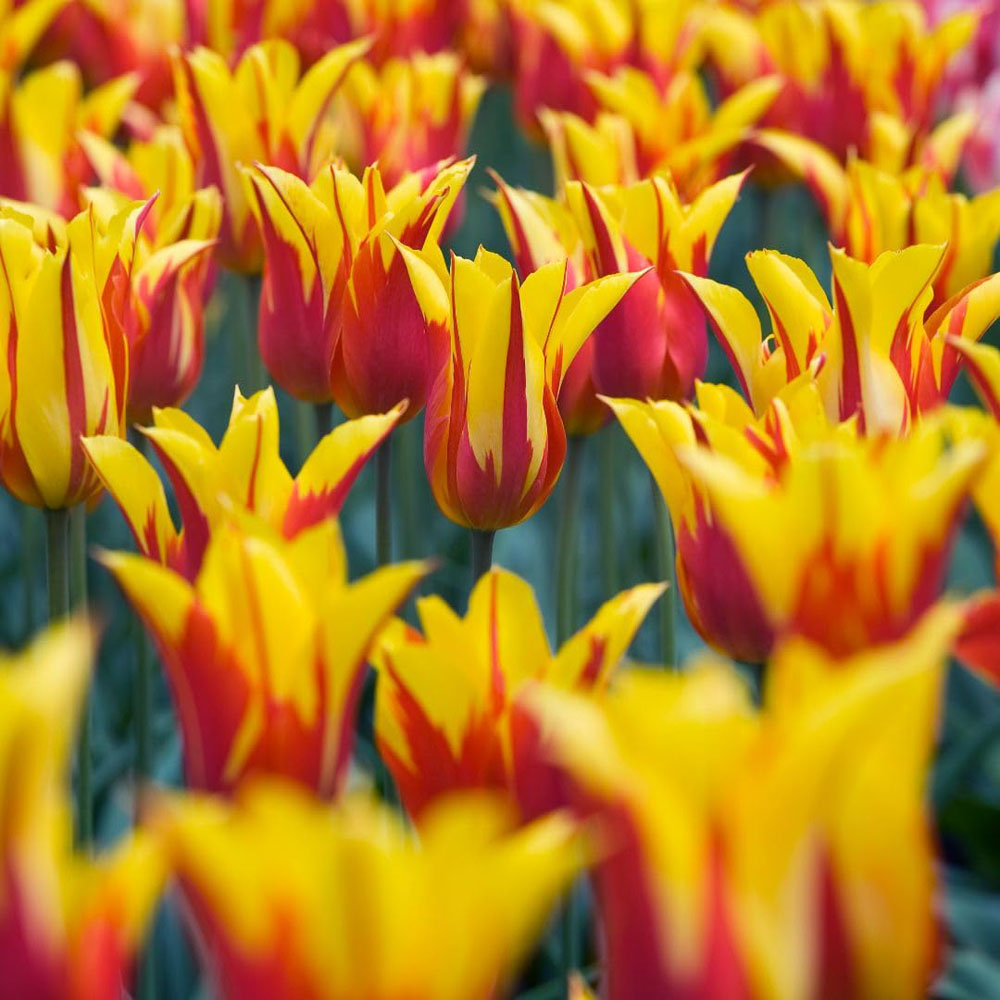 Thompson and Morgan Tulip Fire Wings Bulbs 8 Pack Image 2