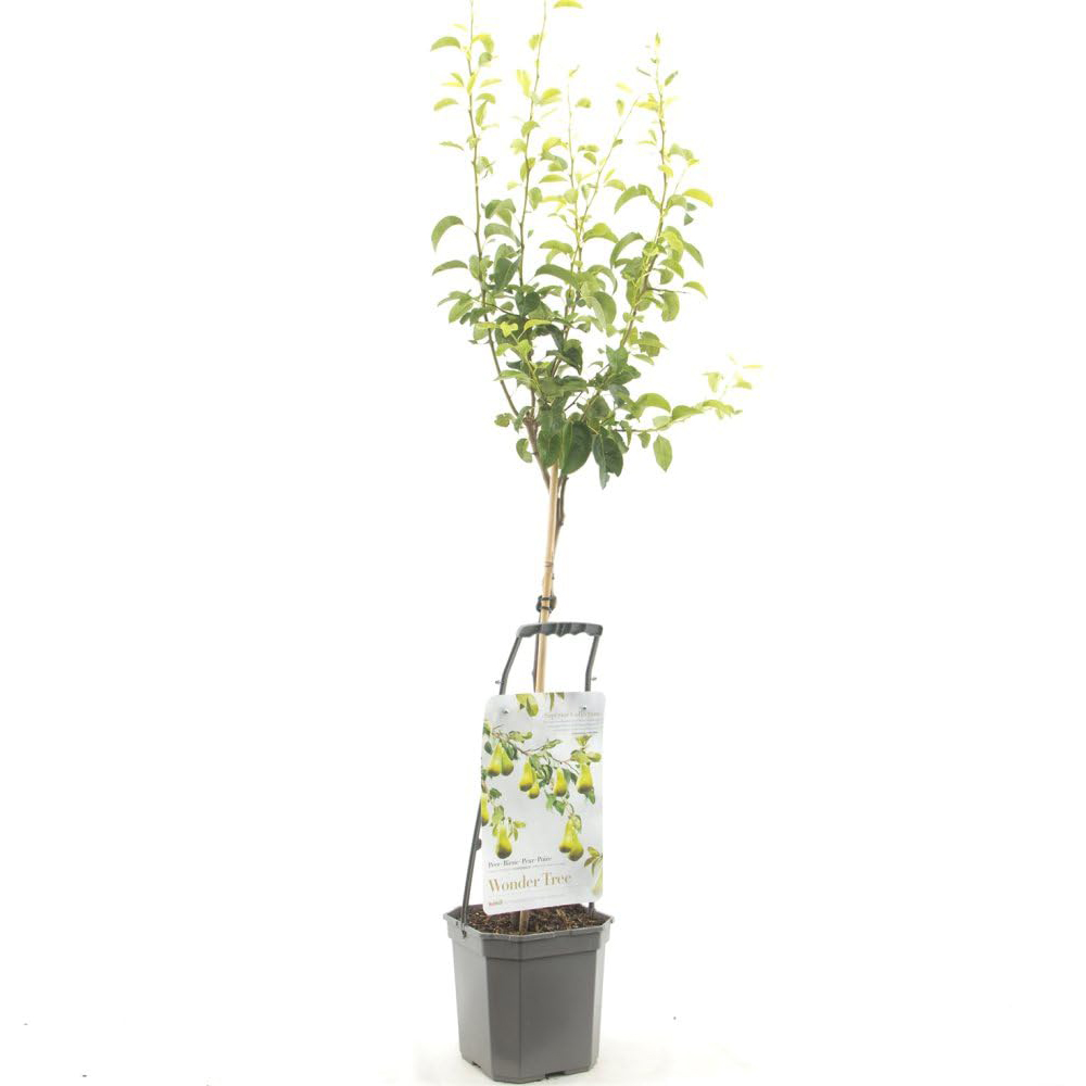 Thompson & Morgan Pear Pyrus Conference Patio Standard Quince C Potted Plant 5L 2 Pack Image 2