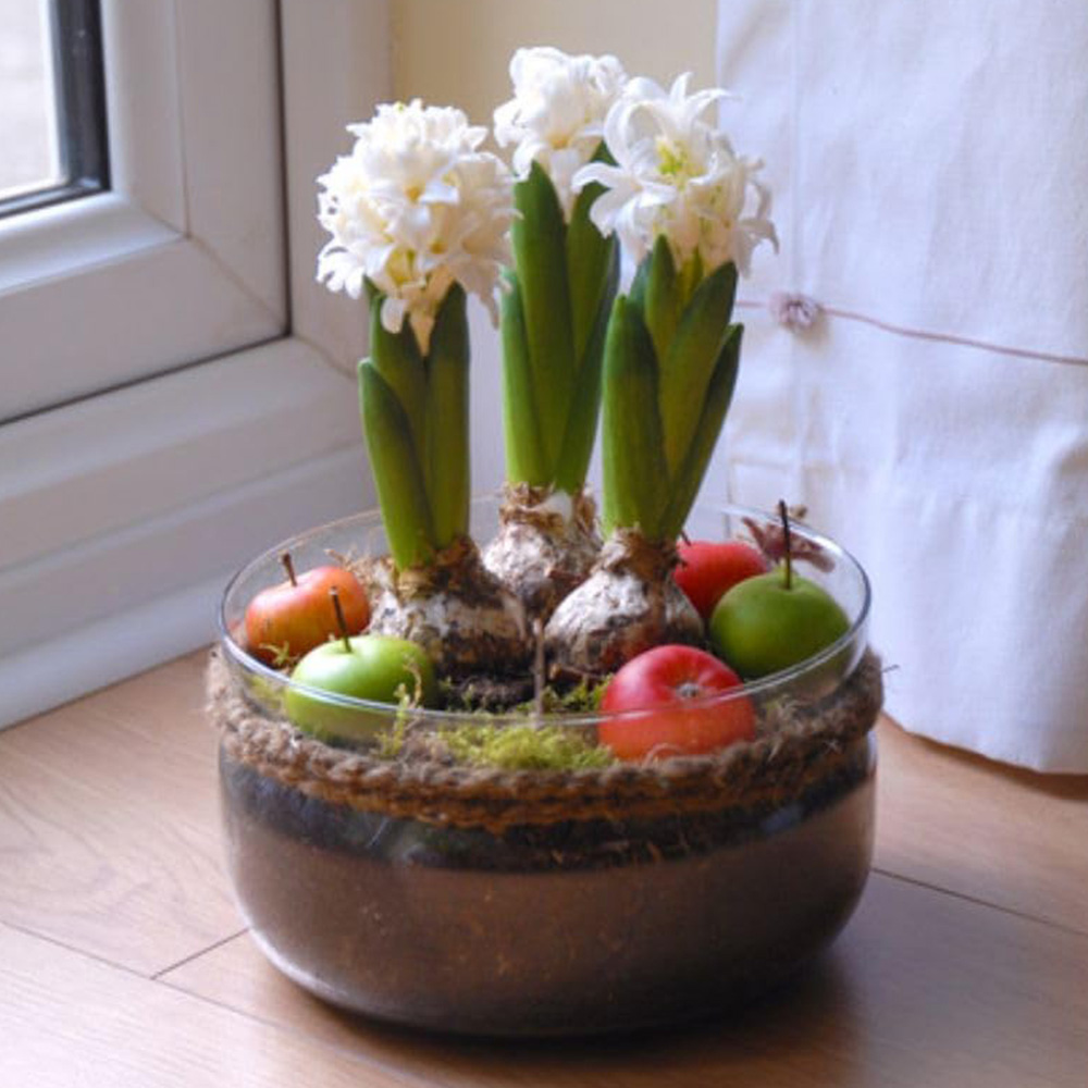 Thompson and Morgan Christmas Gift 3 Hyacinth in Lit Glass Bowl Image 1