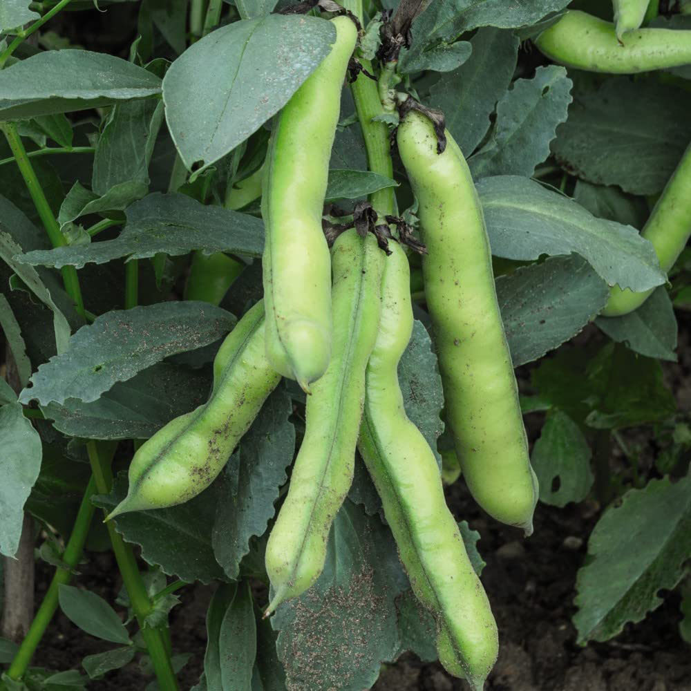 Thompson and Morgan Broad Bean Luz De Otono Garden Ready Plant 15 Pack Image 1