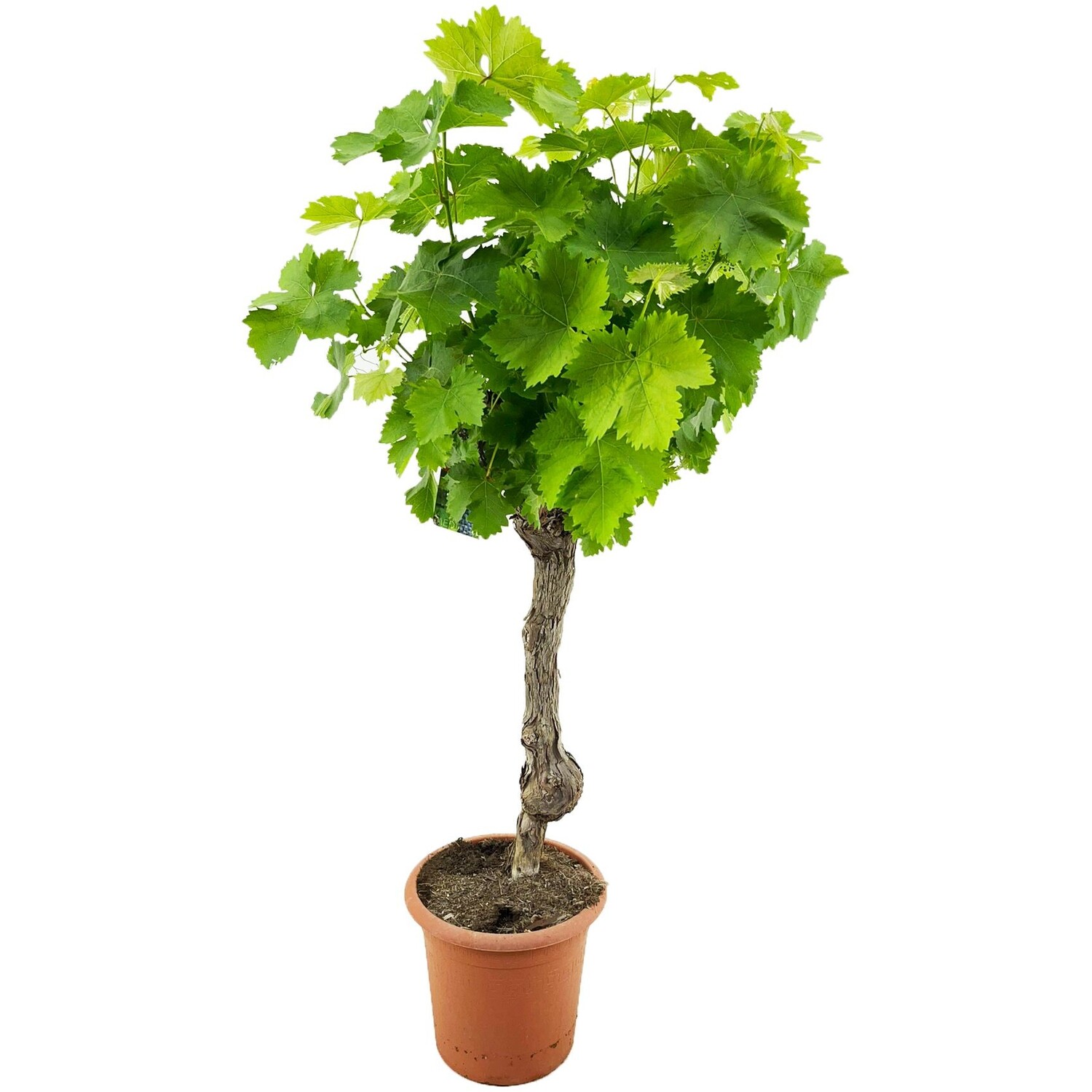Vitis Vinifera Potted Plant Image