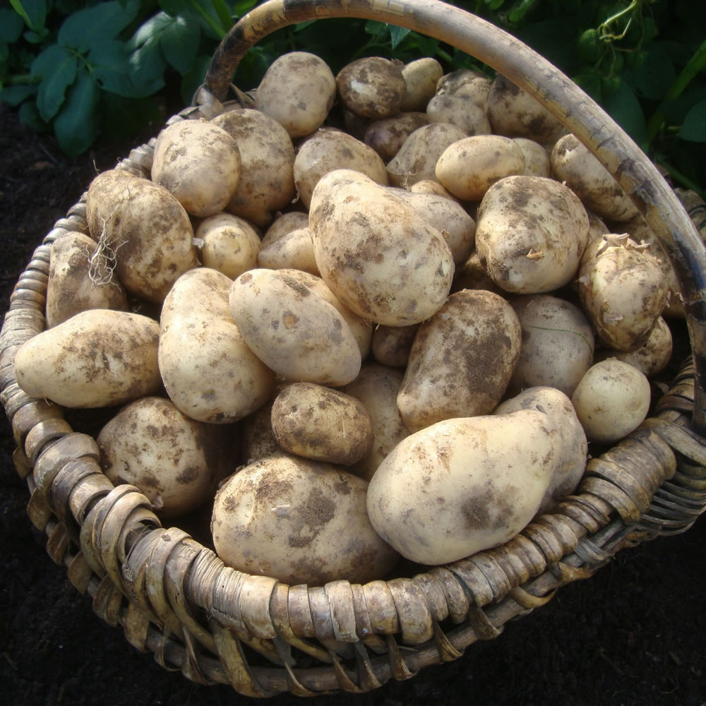 Wilko Potato A Pilot First Early Seed 2kg Image