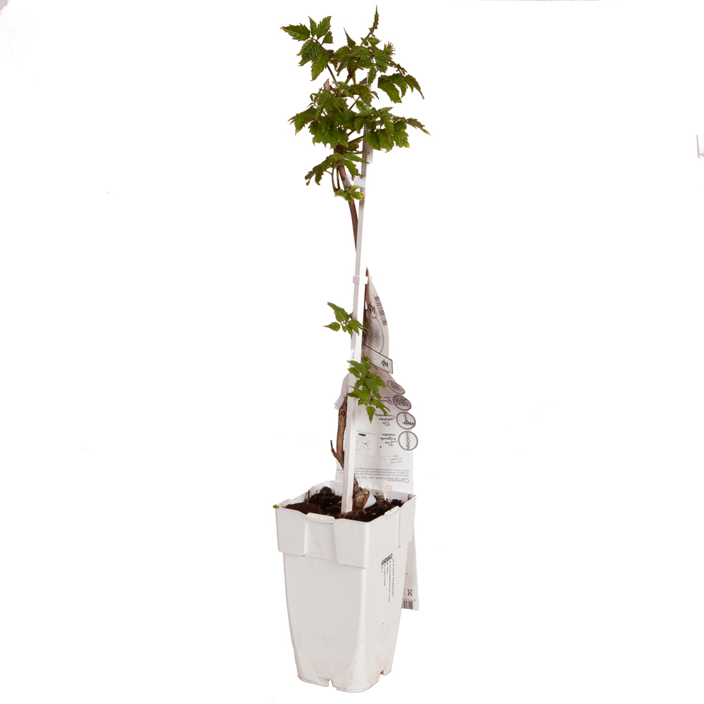 YouGarden Campsis Yellow Trumpet 2L Pot Image 4