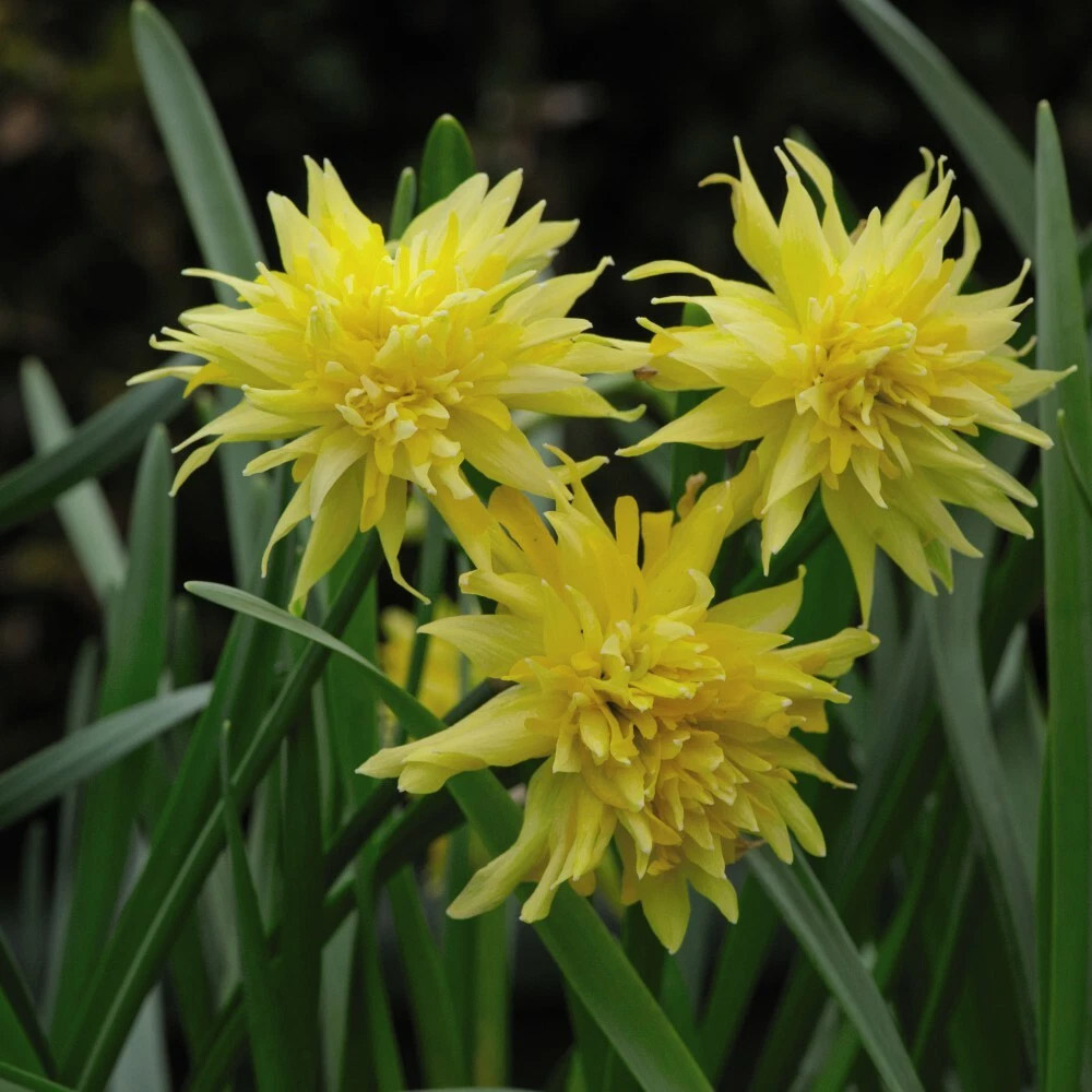Thompson and Morgan Daffodil Rip Van Winkle Spring Planting Bulb 80 Pack Image 2