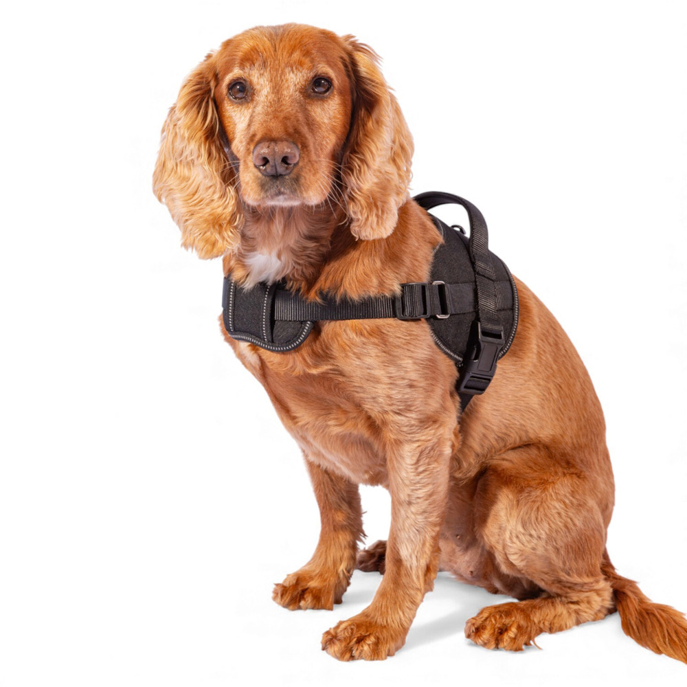 Explorer Harness Black Medium Image 4