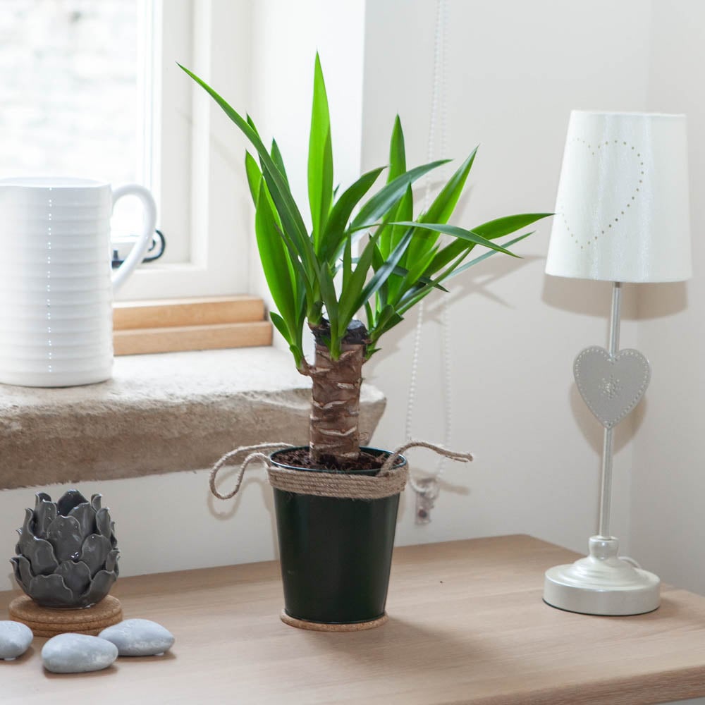 YouGarden Yucca Single Stem Plant Image 1