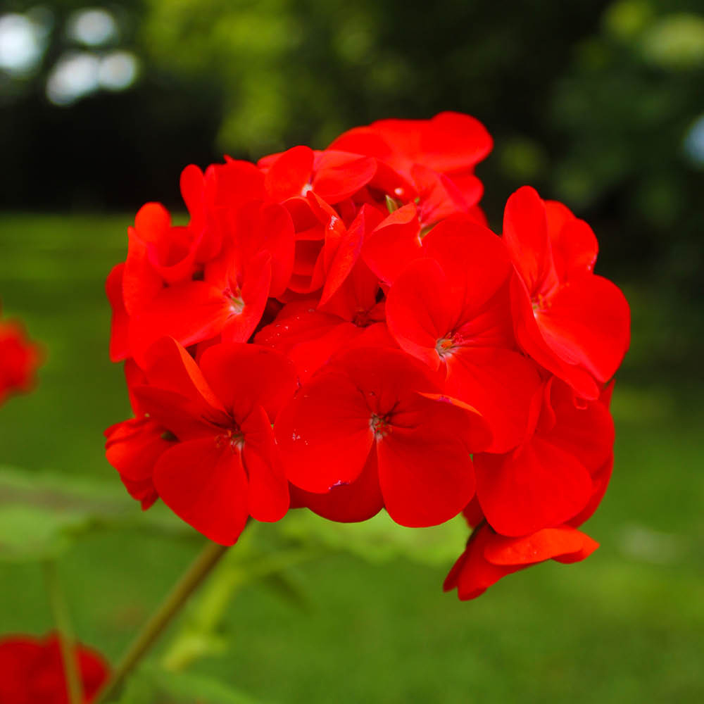 YouGarden Geranium Fire Queen Plug Plant 24 Pack Image 1