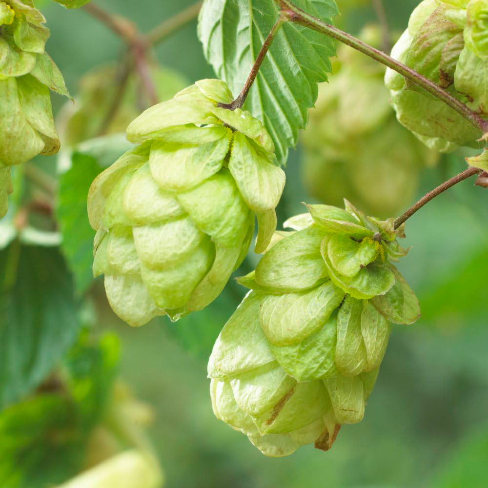 Thompson & Morgan Humulus Lupulus Hop Plant Pot 9cm 2 Pack Image
