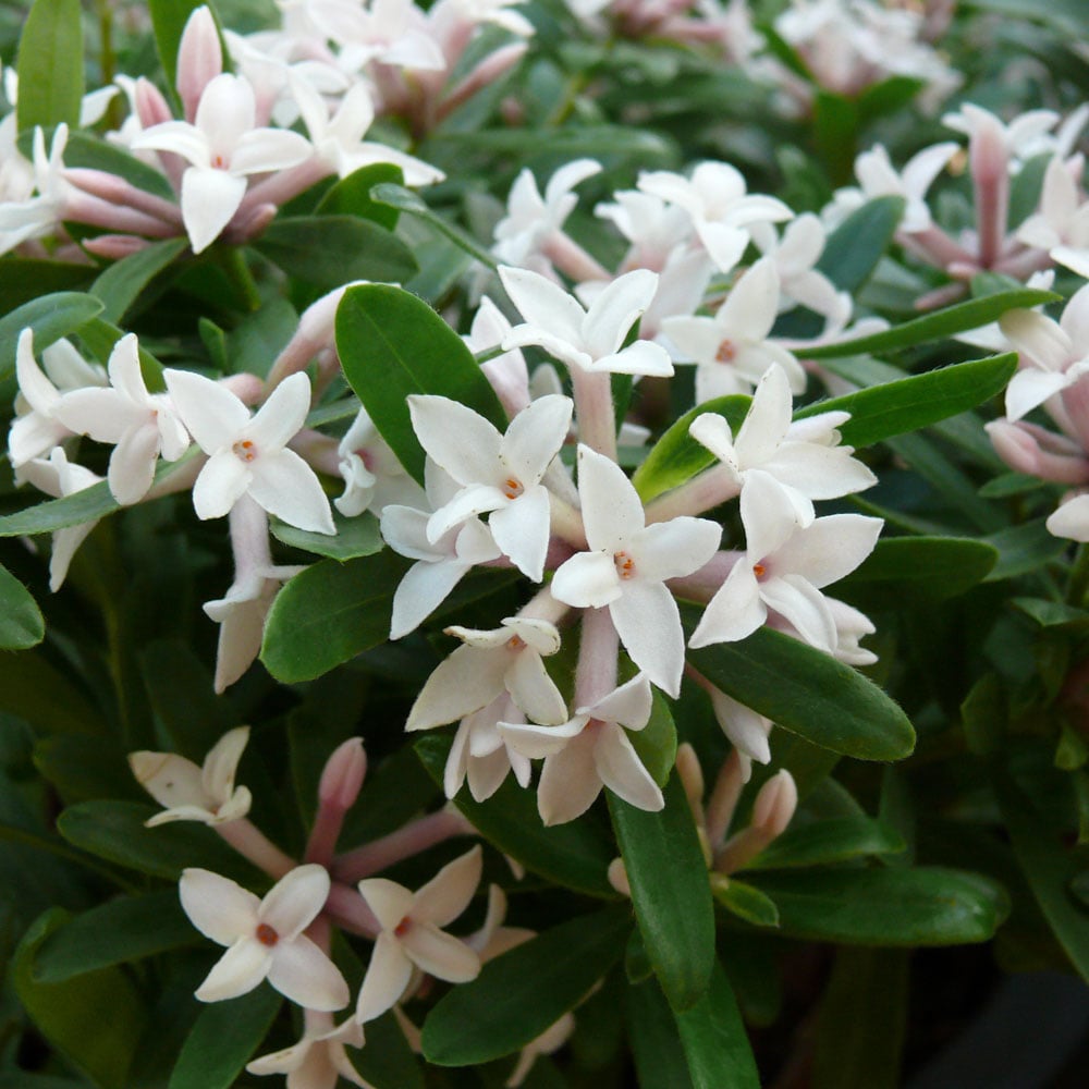 YouGarden Daphne Eternal Fragrance 1.5L Pot Image 2