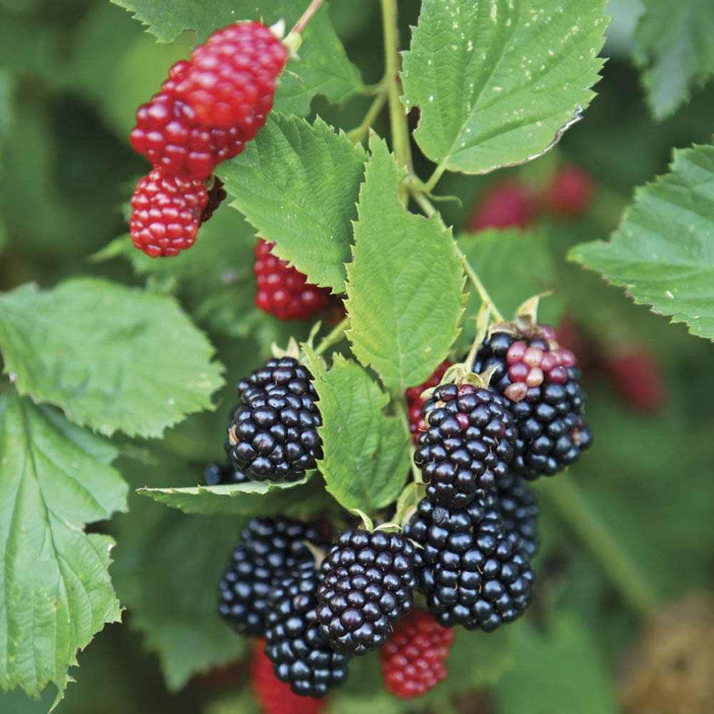 YouGarden Thornless Blackberry Plant Pot 1.7L Image 1