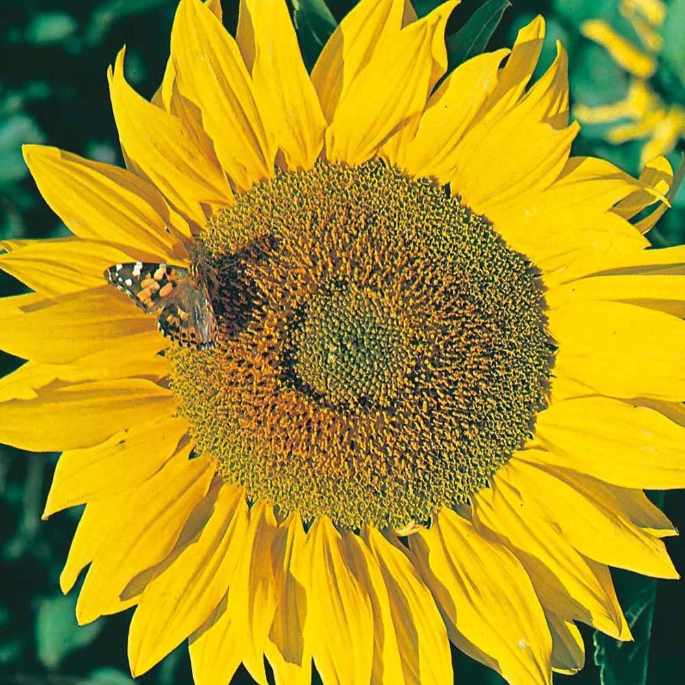 Johnsons Sunflower Titan Seeds Image 1
