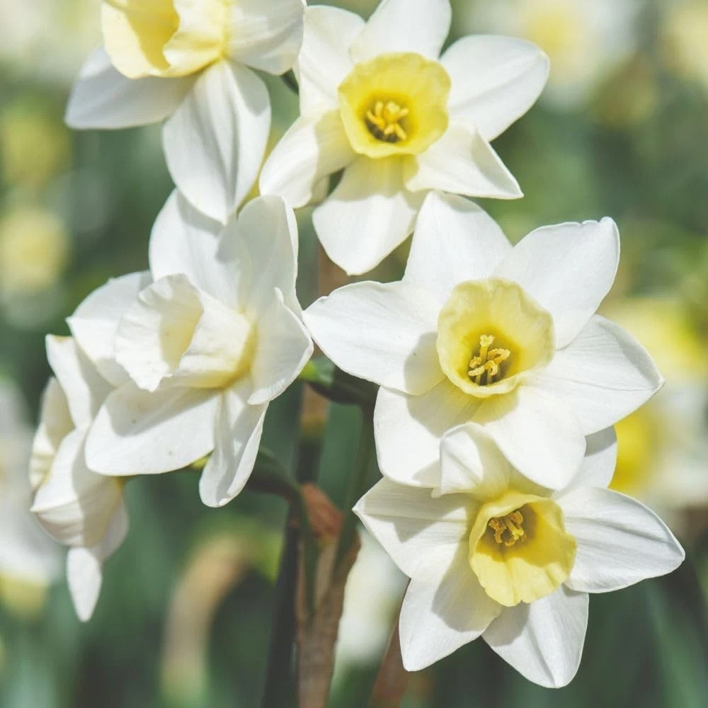 Thompson and Morgan Daffodil Jonquilla Pueblo Planting Bulb 16 Pack Image 4