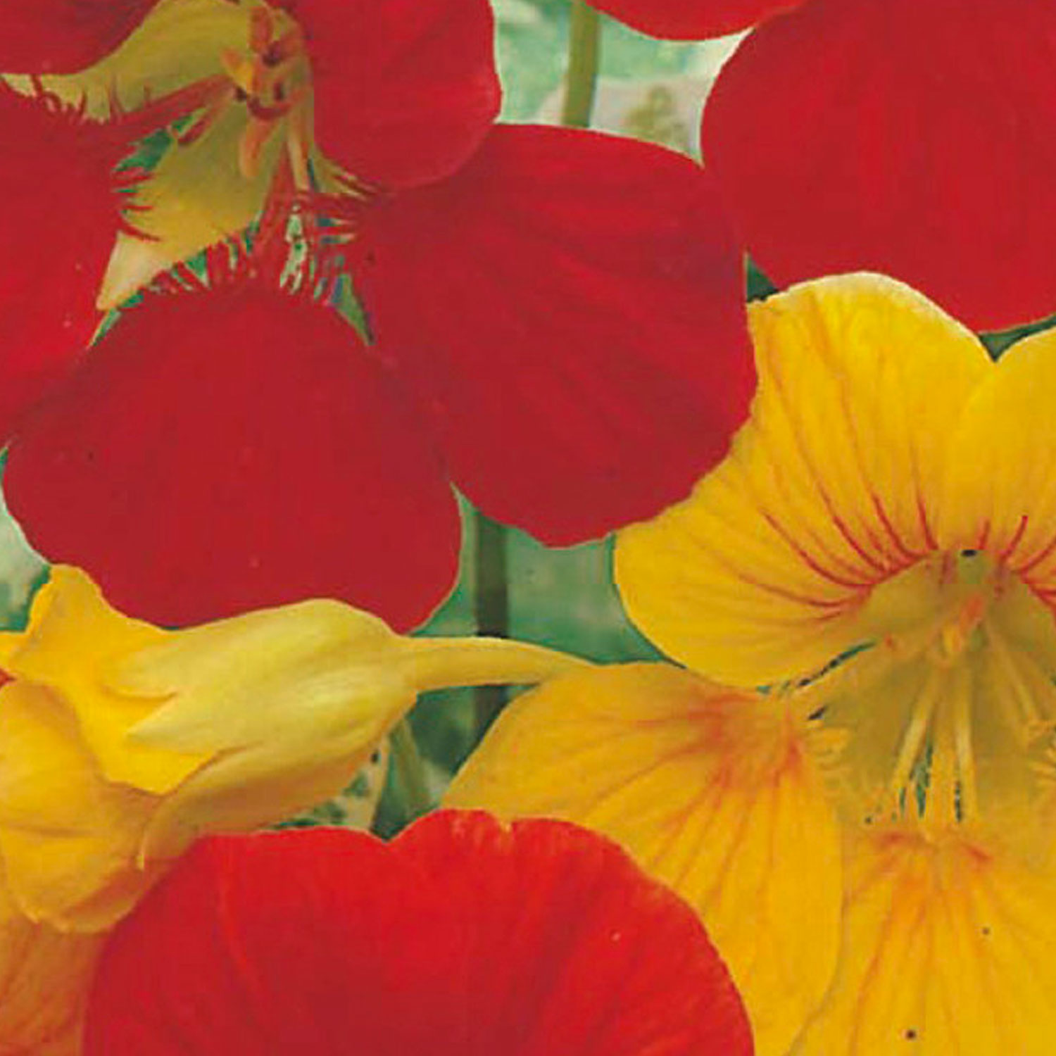 Johnsons Nasturtium Alaska Mixed Flower Seeds Image 1