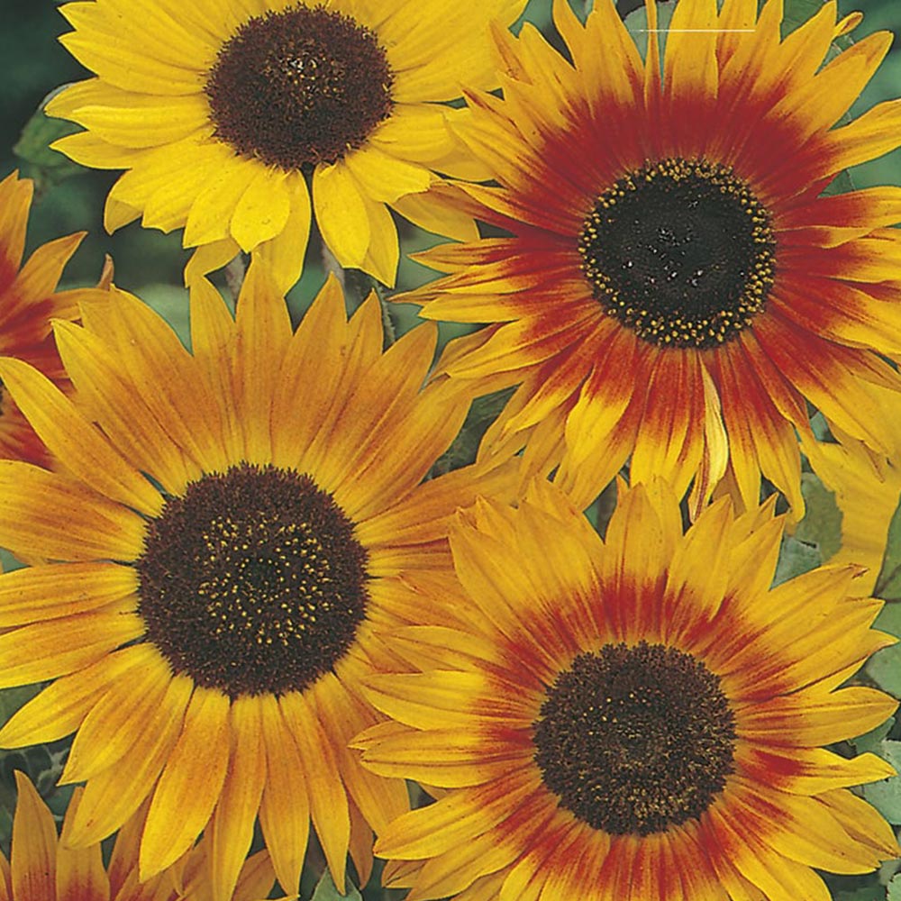 Johnsons Sunflower Autumn Beauty Seeds Image 2