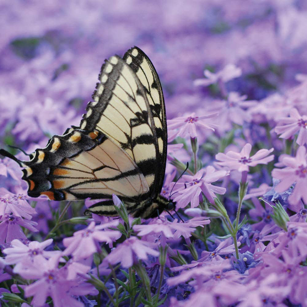 Thompson and Morgan Creeping Phlox Collection 2023 Ground Cover Perennial 5 Postiplugs Image 3