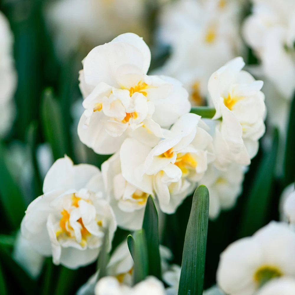 Thompson and Morgan Daffodil Bridal Crown Creamy White and Yellow Planting Bulb 32 Pack Image 3