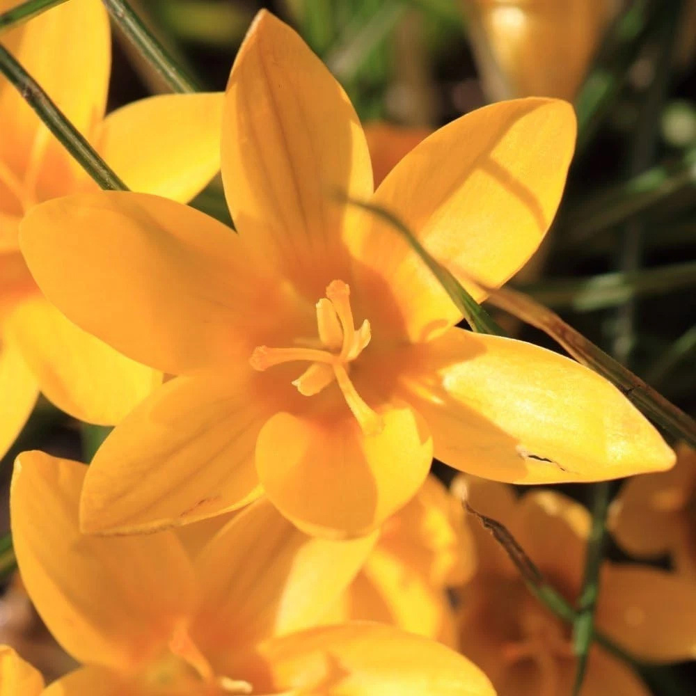 Thompson and Morgan Crocus Dutch Yellow Planting Bulb 80 Pack Image 1