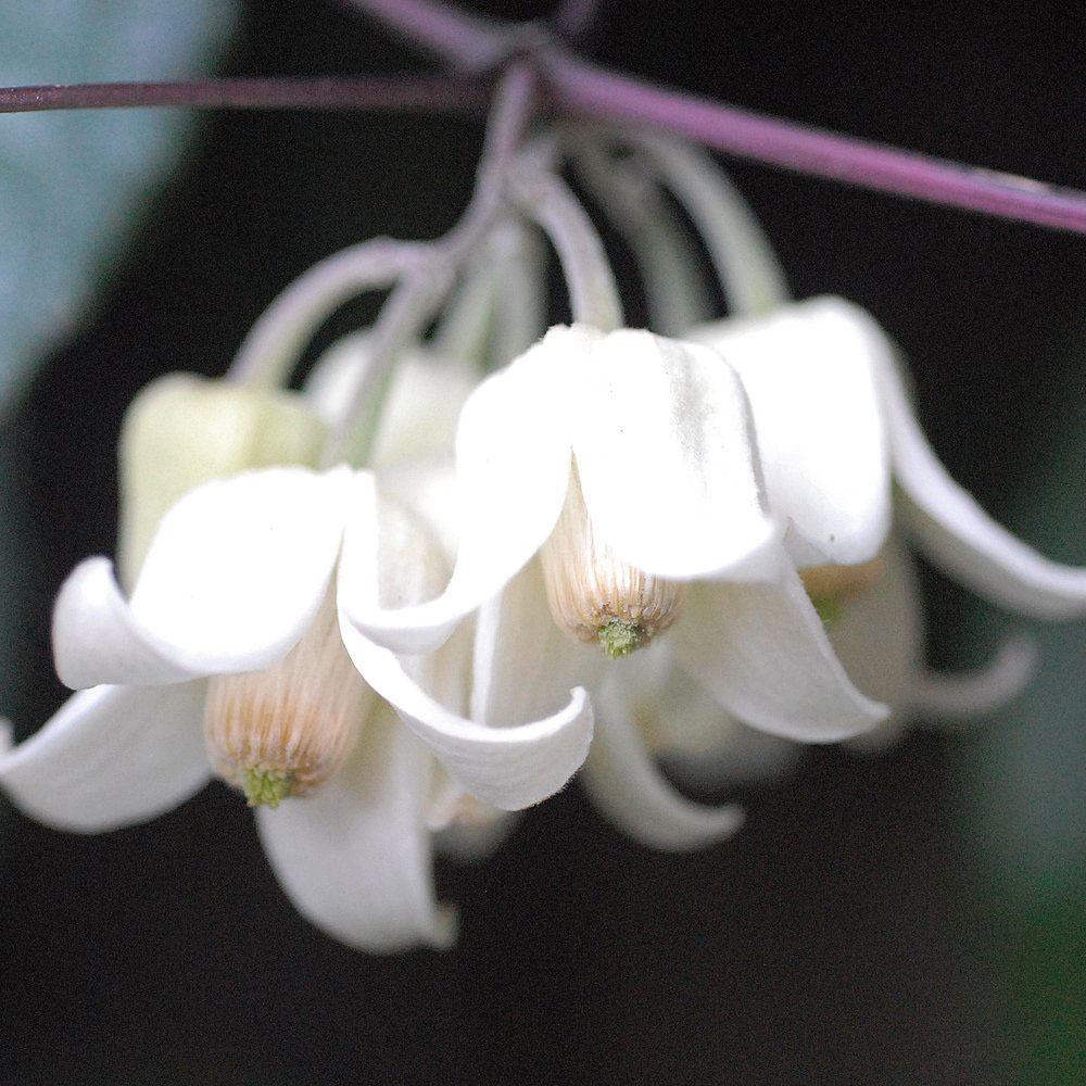 Thompson and Morgan Clematis Urophylla Winter Beauty Plant Pot 7cm 2 Pack Image 5