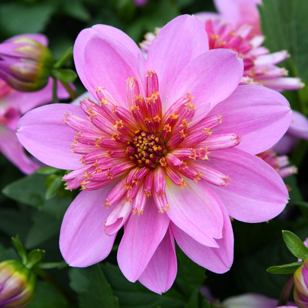 Thompson and Morgan Dahlia Gardenetta Starburst Pink Postiplugs 6 Pack Image 1