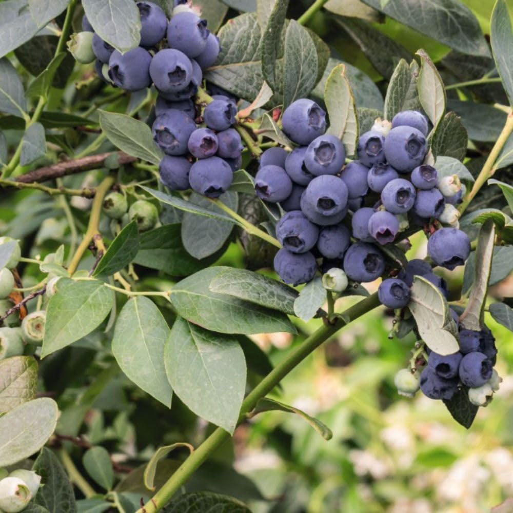 Thompson and Morgan Blueberry Duo Plant Pot 9cm 2 Pack Image 3