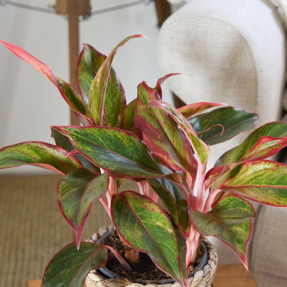 Thompson & Morgan Aglaonema Crete Plant Pot 12cm 2 Pack Image 3