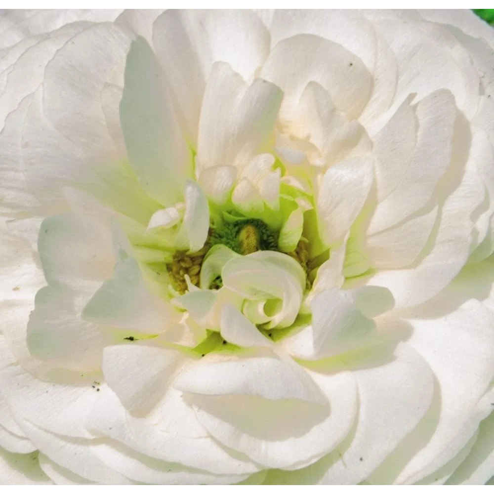 Thompson and Morgan Ranunculus White Autumn Planting Bulb 32 Pack Image 4