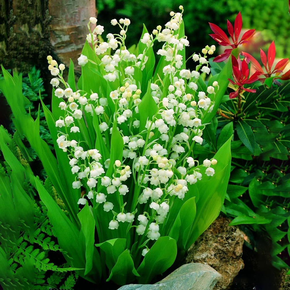 Wilko Lily of the Valley Convallaria Perennial Spring Planting Bulbs 4 Pack Image